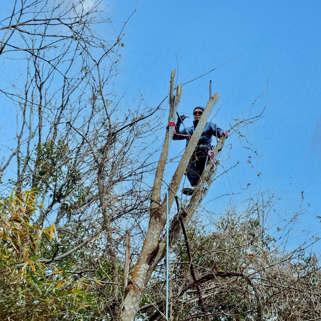 人の手と綱で挑む、 高木伐採の技術。